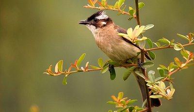 白頭翁的繁殖方法，白頭翁怎么分公母?