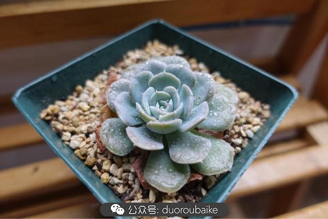 多肉白鳥(niǎo)怎么施肥，白鳥(niǎo)多肉爆盆?