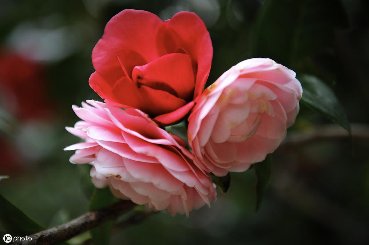 茶花換盆后掉葉怎么辦，茶花怎么服盆，茶花葉子掉光了能活嗎?