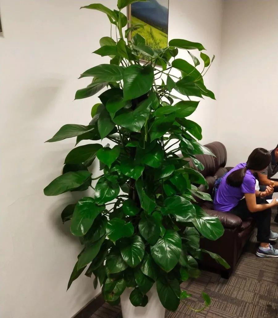 長(cháng)壽花施肥方法，用什么肥好，長(cháng)壽花用什么肥好什么時(shí)候施肥合適?