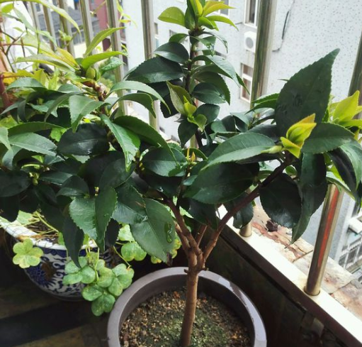 茶花繁殖方法，茶花如何繁殖，茶花繁殖方法和時(shí)間?