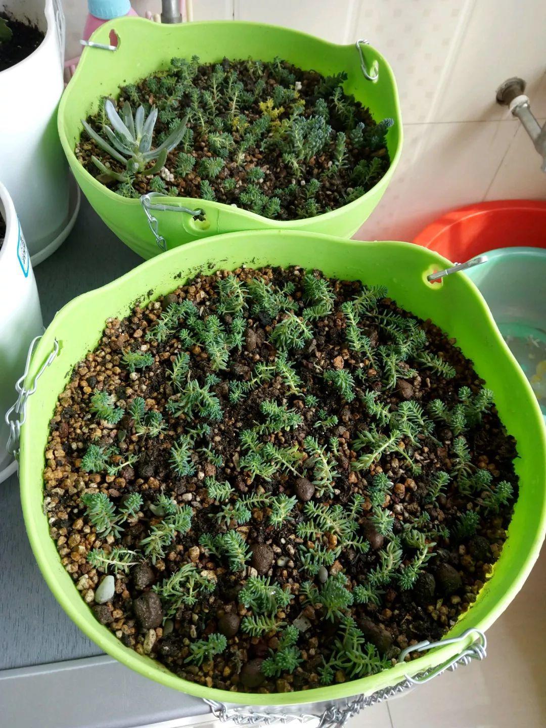 薄雪萬(wàn)年草怎么過(guò)冬，薄雪萬(wàn)年草和佛甲草區別?