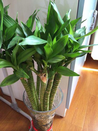 土養富貴竹長(cháng)得太高了怎么辦，土養富貴竹怎么修剪，水培富貴竹可以土養嗎?