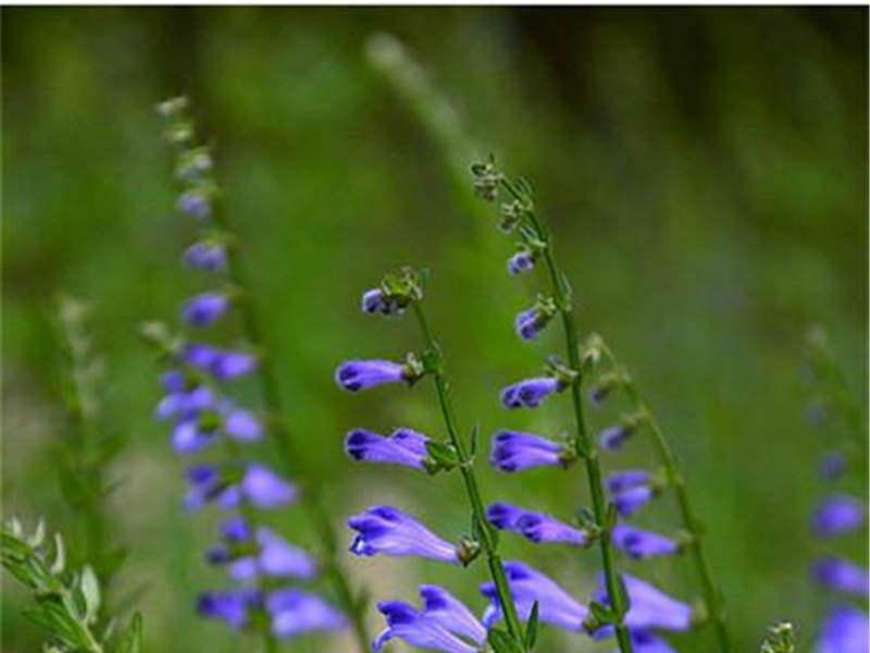 半枝蓮繁殖方法，半枝蓮的禁忌?