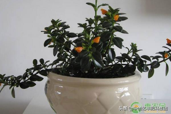 怎么讓金魚(yú)吊蘭開(kāi)花，開(kāi)花期怎么養，金魚(yú)吊蘭修剪教程?