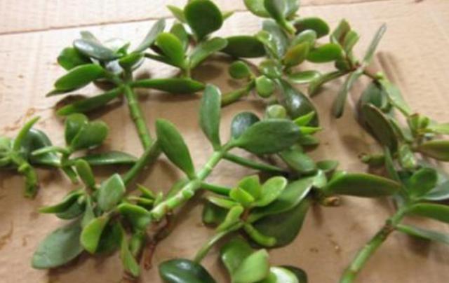 八寶景天怎么繁殖，八寶景天扦插視頻?