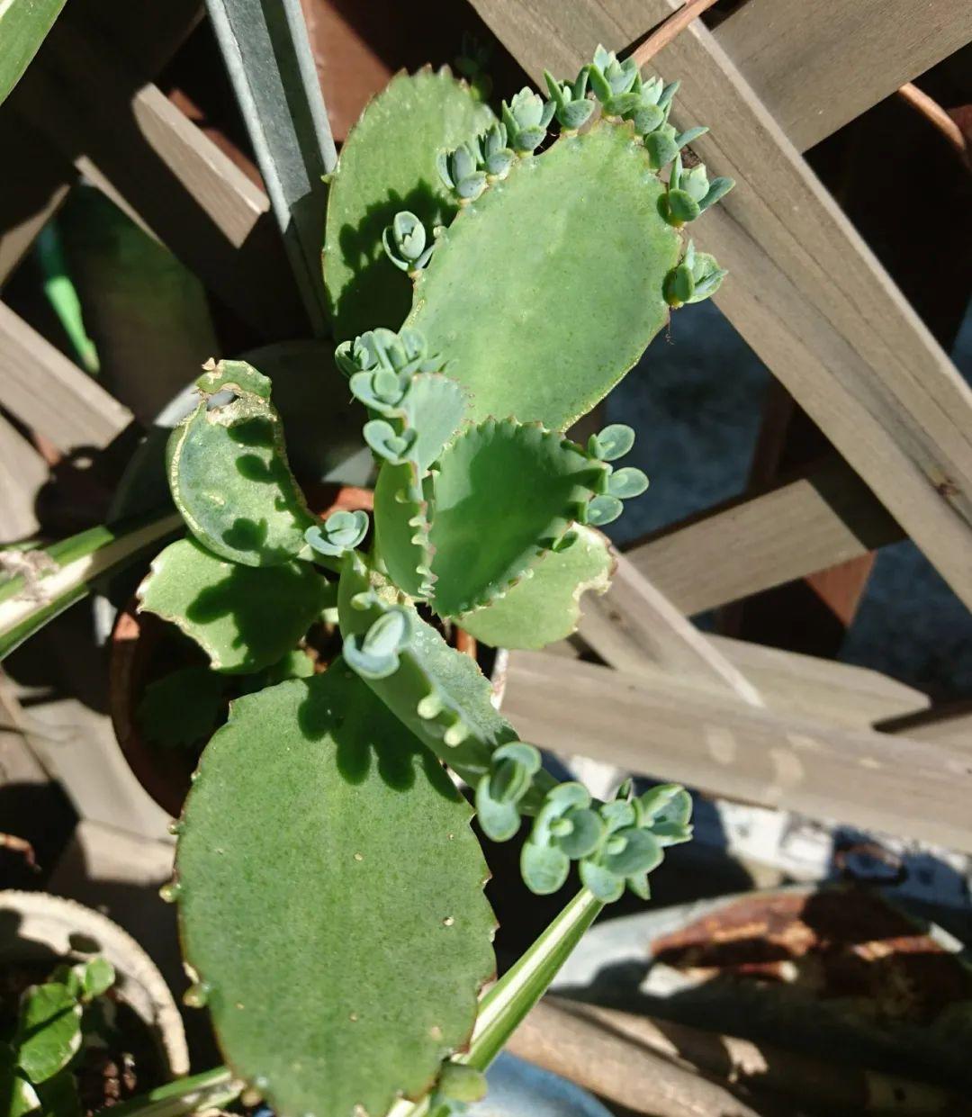 落地生根怎么養才能開(kāi)花，長(cháng)壽花怎么養才能爆盆?