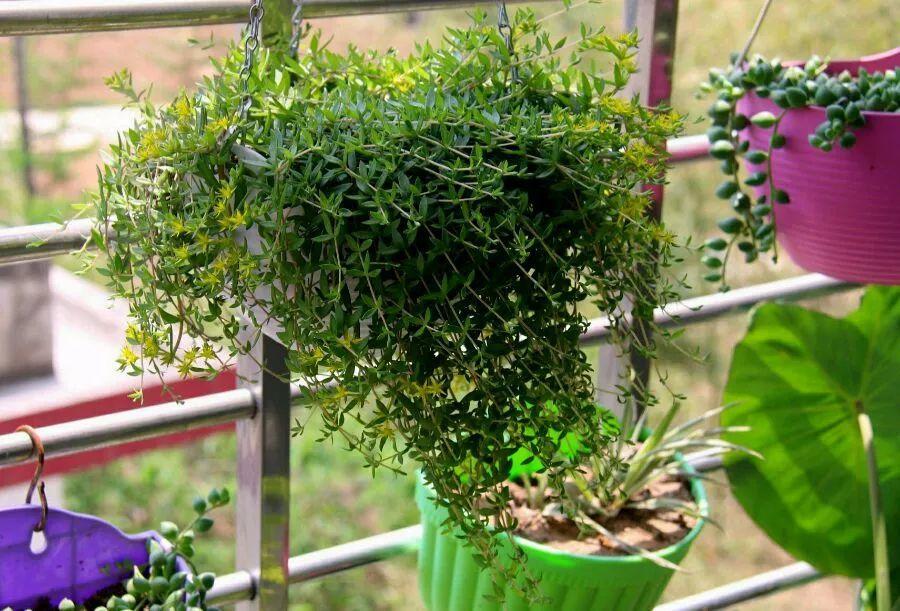 薄雪萬(wàn)年草怎么過(guò)冬，薄雪萬(wàn)年草和佛甲草區別?