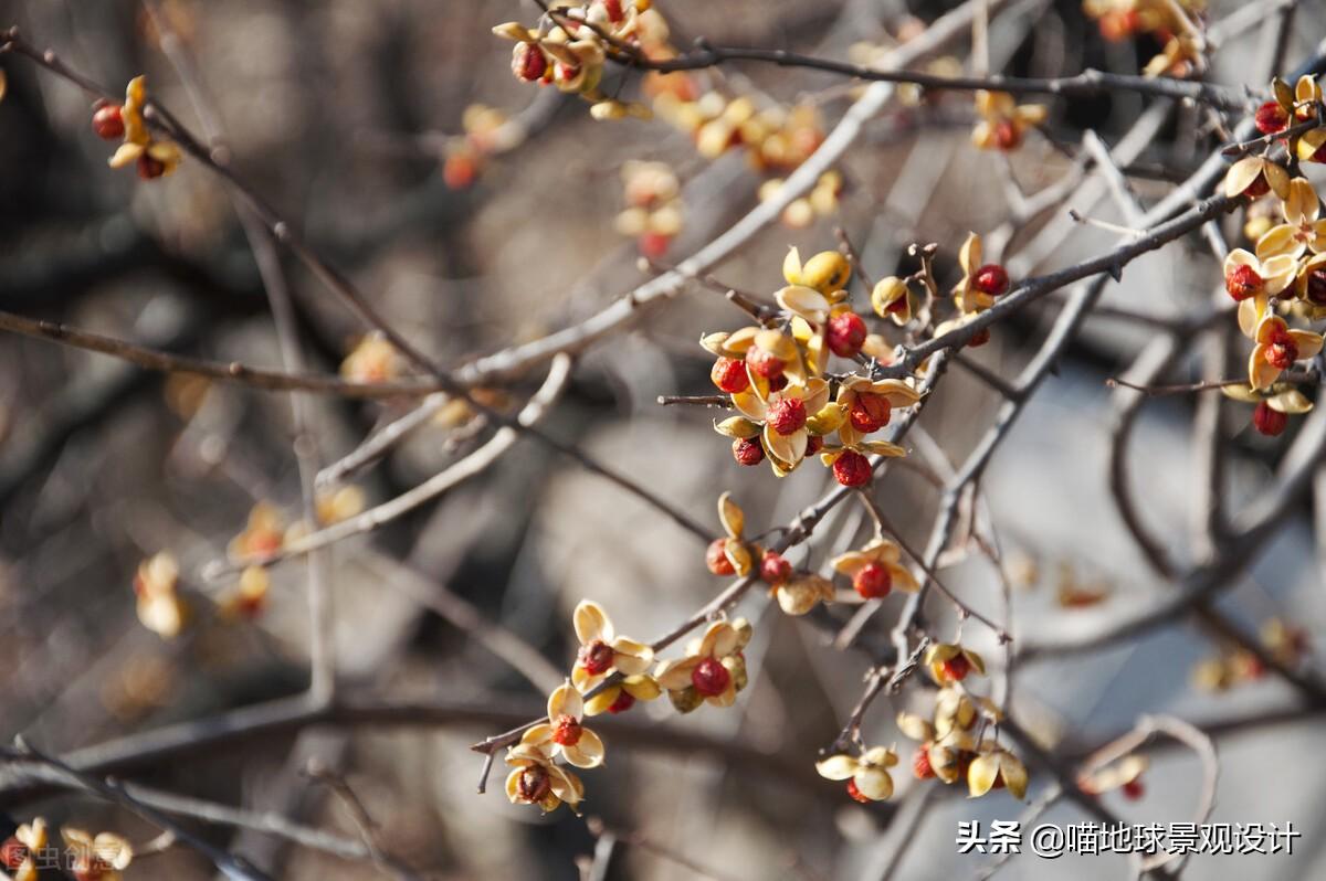 長(cháng)春蔓開(kāi)花嗎，長(cháng)春蔓和常春藤一樣嗎?