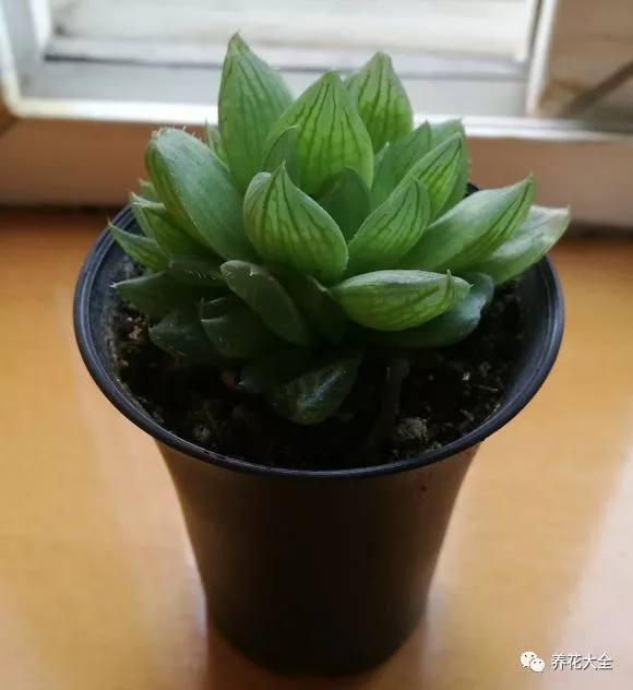 冰燈玉露怎么繁殖，冰燈玉露怎么爆盆?