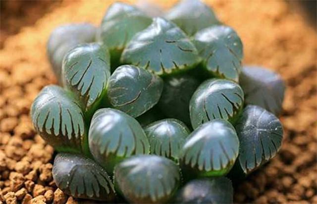 冰燈玉露怎么澆水，多肉冰燈玉露怎么養?