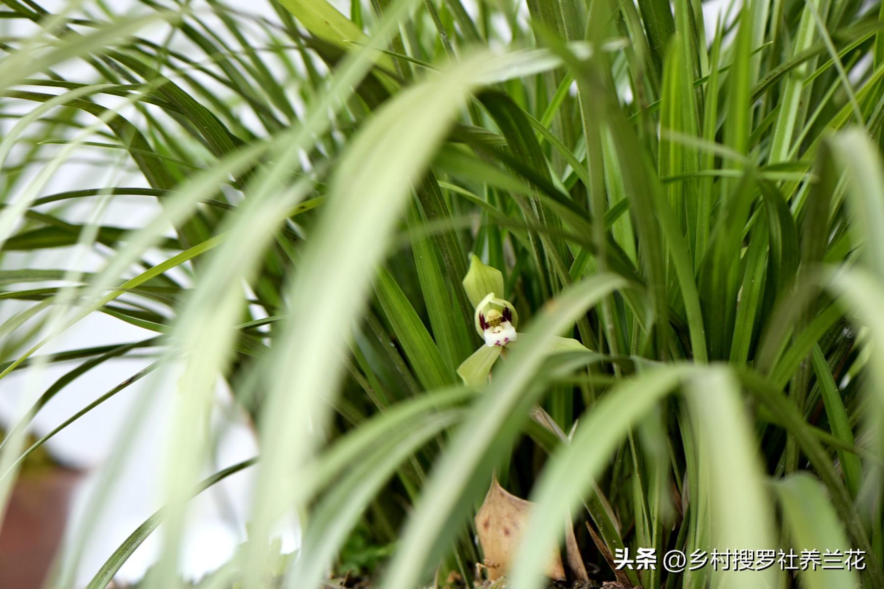 春蘭怎么繁殖，蘭花種子繁殖技術(shù)?