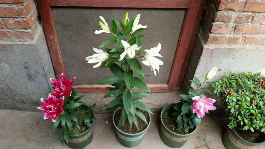 百合換盆后枯萎了的原因，怎么解決，茶花換盆后掉葉怎么辦?