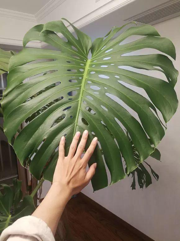 長(cháng)壽花施肥方法，用什么肥好，長(cháng)壽花用什么肥好什么時(shí)候施肥合適?