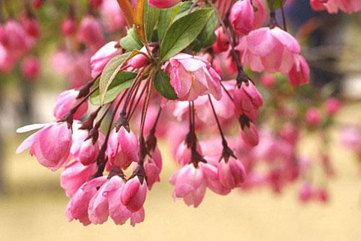 怎么讓垂枝海棠二次開(kāi)花，皇家美人垂枝海棠?