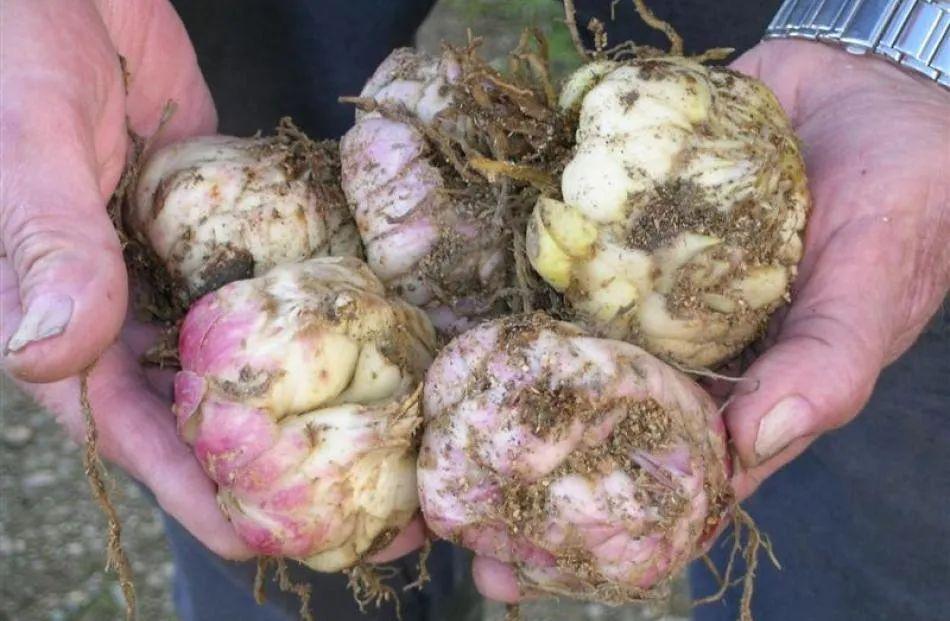 百合施肥方法，用什么肥好，發(fā)酵好的雞糞怎么施肥?