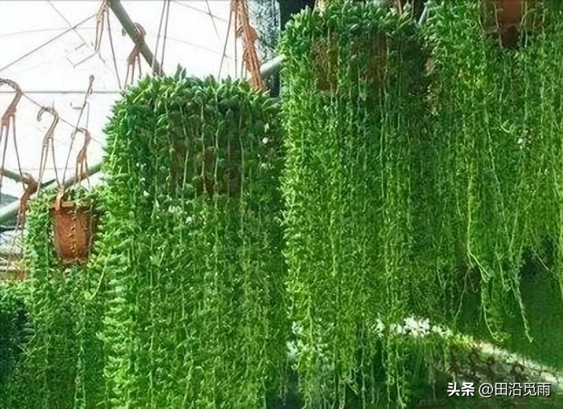 魚(yú)嘴吊蘭怎么養殖方法，怎么施肥，小嘴魚(yú)能養殖嗎?