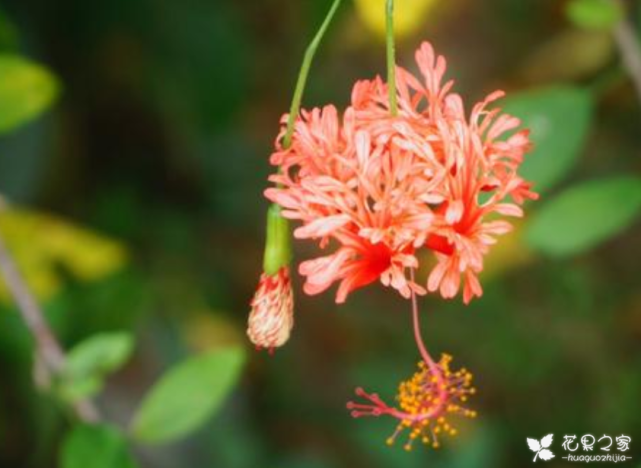 吊燈扶桑怎么換盆，扶桑什么時(shí)候換盆?