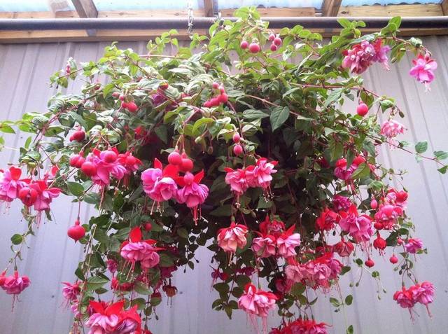 百萬(wàn)小鈴的扦插方法，小木槿扦插多久生根?