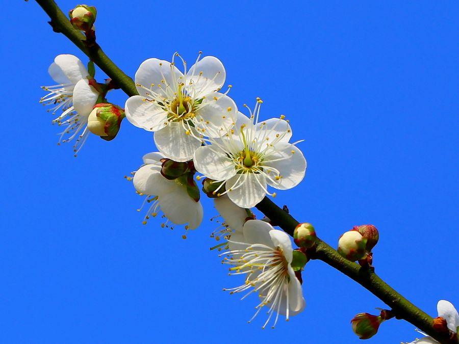 桂花是哪個(gè)城市的市花，開(kāi)花季節，桂花是哪個(gè)季節開(kāi)花?