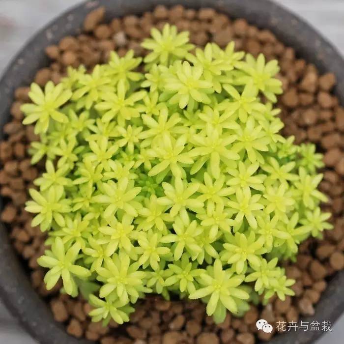 薄雪萬(wàn)年草開(kāi)花嗎，薄雪萬(wàn)年草耐寒多少度?