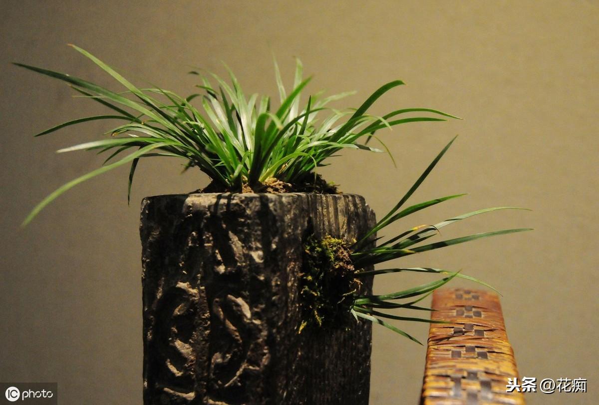 菖蒲盆景怎么過(guò)冬?，新手如何養菖蒲?