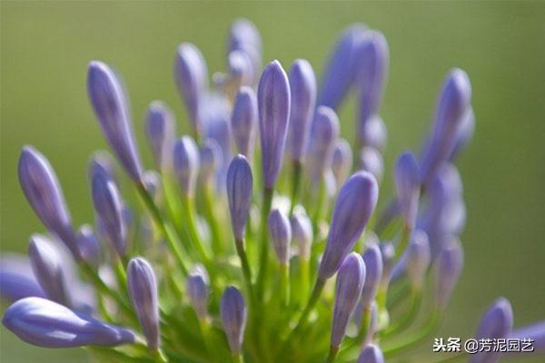 百子蓮怎么過(guò)冬，百子蓮北方室內過(guò)冬?