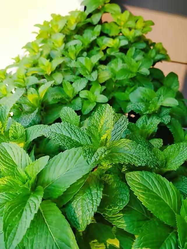 薄荷施什么肥，薄荷施肥時(shí)的兩大注意，盆栽薄荷施什么肥?