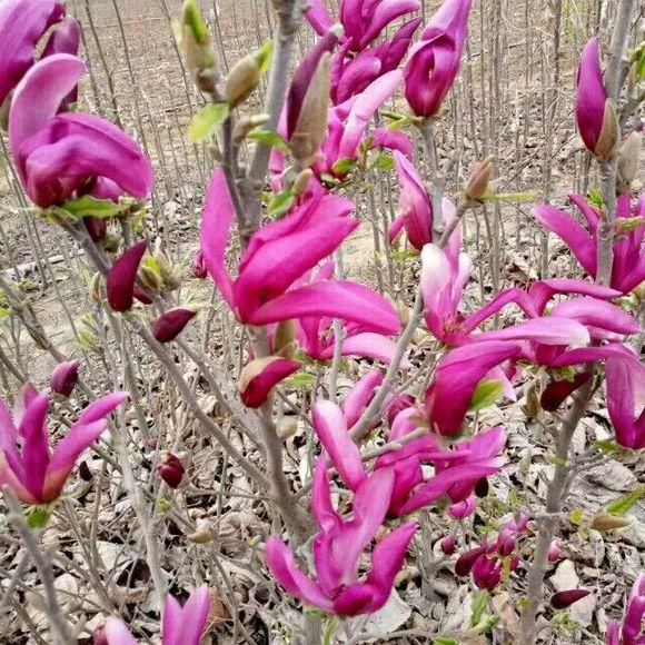 白玉蘭怎么澆水，白玉蘭花多久澆一次水?