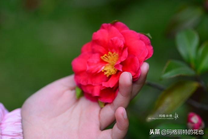 如何使茶梅在圣誕開(kāi)花，茶梅開(kāi)白花怎么辦?