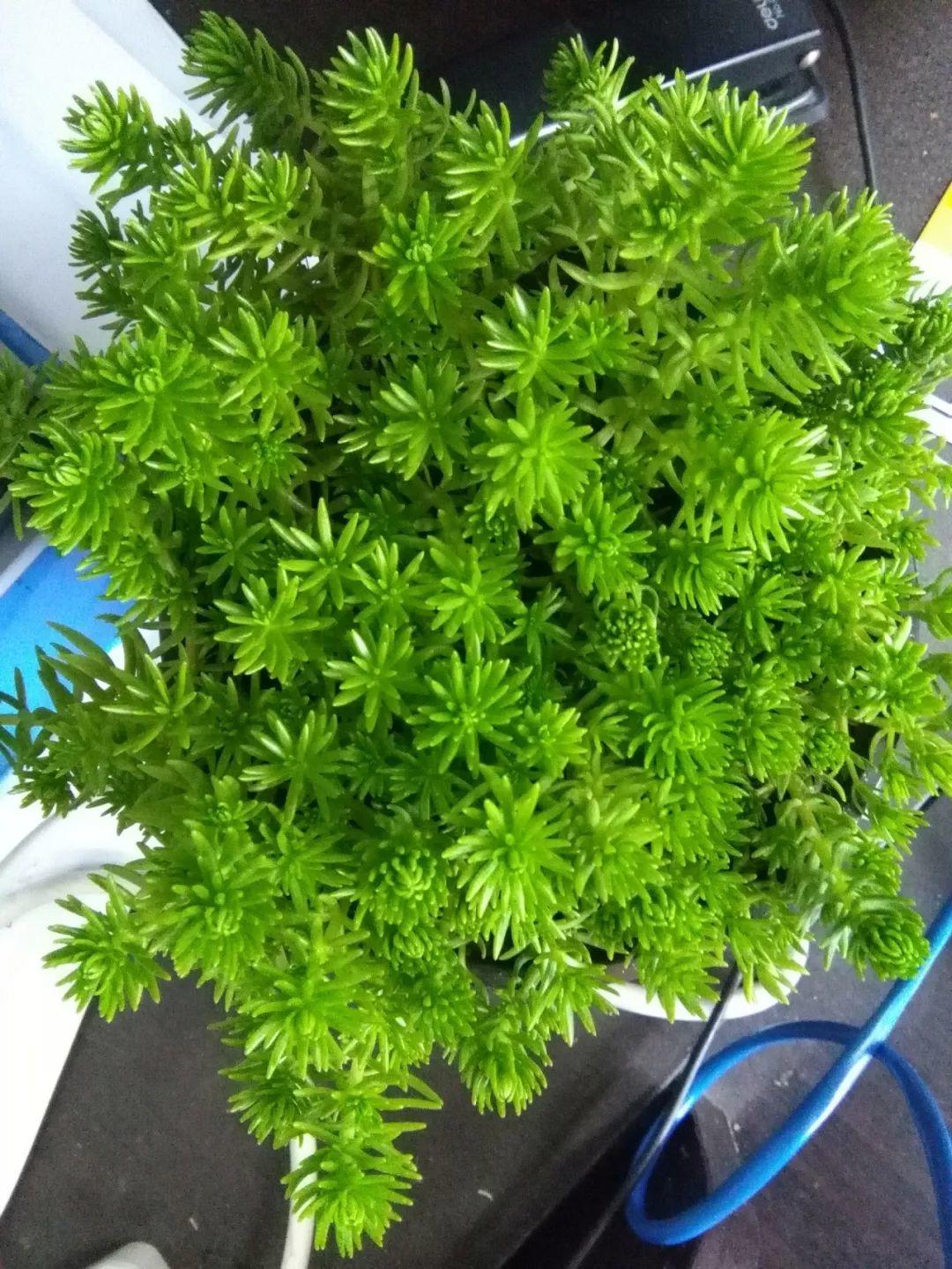 薄雪萬(wàn)年草怎么過(guò)冬，薄雪萬(wàn)年草和佛甲草區別?