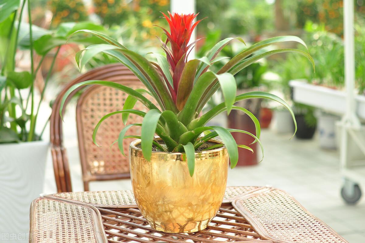 鴻運當頭怎么修剪，鴻運當頭用什么肥料最好?