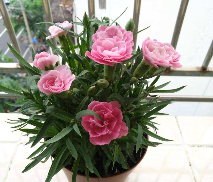 百萬(wàn)小鈴的繁殖方法，什么時(shí)候扦插，發(fā)財樹(shù)什么時(shí)候扦插好?