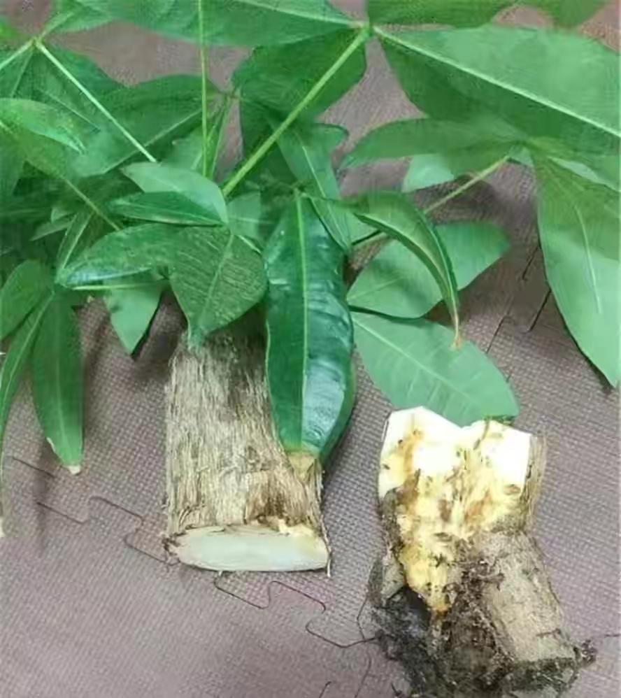 不夜城的分株繁殖，蝴蝶蘭是怎么繁殖的?