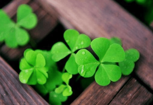 雯心草，由三片葉子組成，寓意愛(ài)情