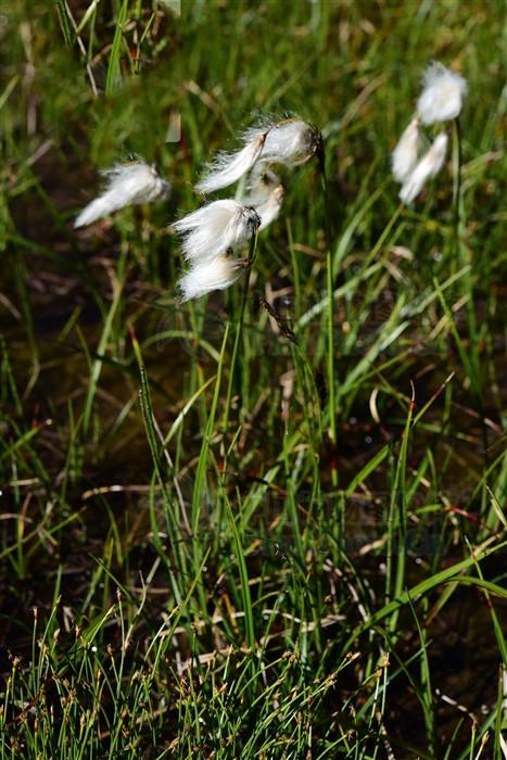 羊胡子草，屬于莎草科植物，可入藥