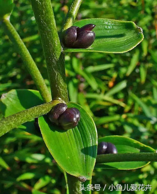 百合開(kāi)花之后怎么處理，百合一年開(kāi)花幾次，如何讓百合分叉多開(kāi)花?