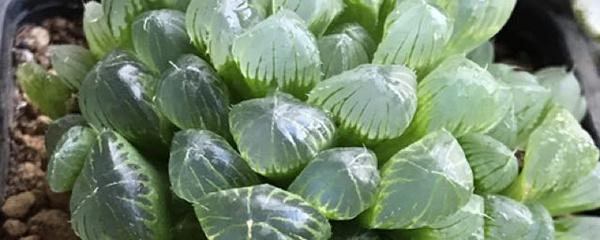 冰燈玉露怎么施肥，冰燈玉露怎么爆盆?