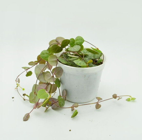 愛(ài)之蔓怎么澆水，愛(ài)之蔓如何重新移栽?