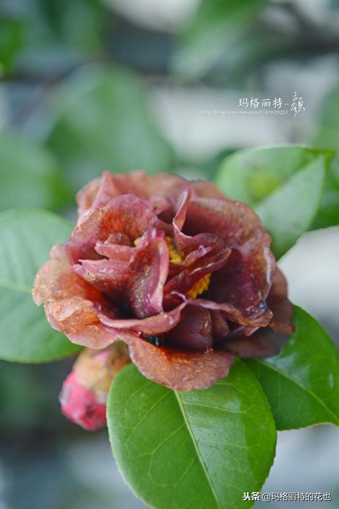 如何使茶梅在圣誕開(kāi)花，茶梅開(kāi)白花怎么辦?