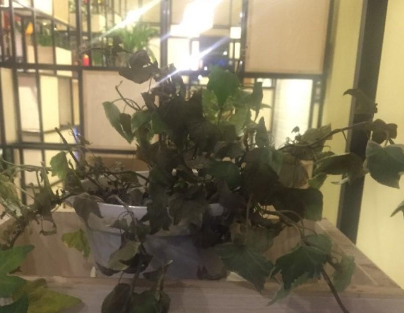 常春藤如何扦插，常春藤的扦插方法和注意事項?