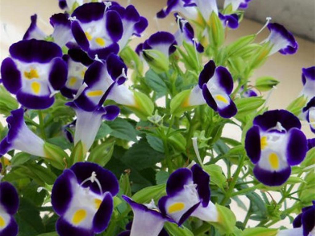 地膚開(kāi)花嗎，常年爆盆的花?