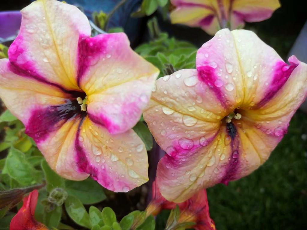 地膚開(kāi)花嗎，常年爆盆的花?