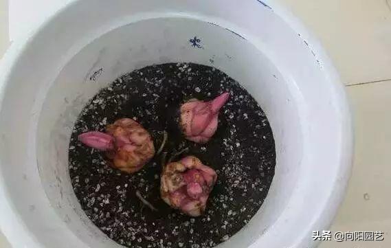 百合種球怎么澆水，百合可以水養嗎，百合種球可不可以種在水里?