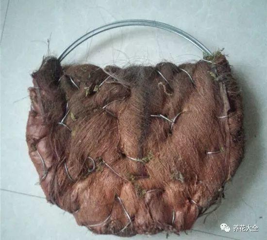 百萬(wàn)小鈴的繁殖方法，什么時(shí)候扦插，金魚(yú)吊蘭的扦插方法和注意事項?