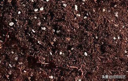 百合種球怎么澆水，百合可以水養嗎，百合種球可不可以種在水里?