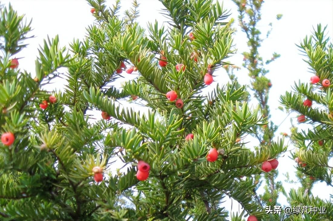 紅豆杉怎么換盆，紅豆杉移栽最佳時(shí)間?