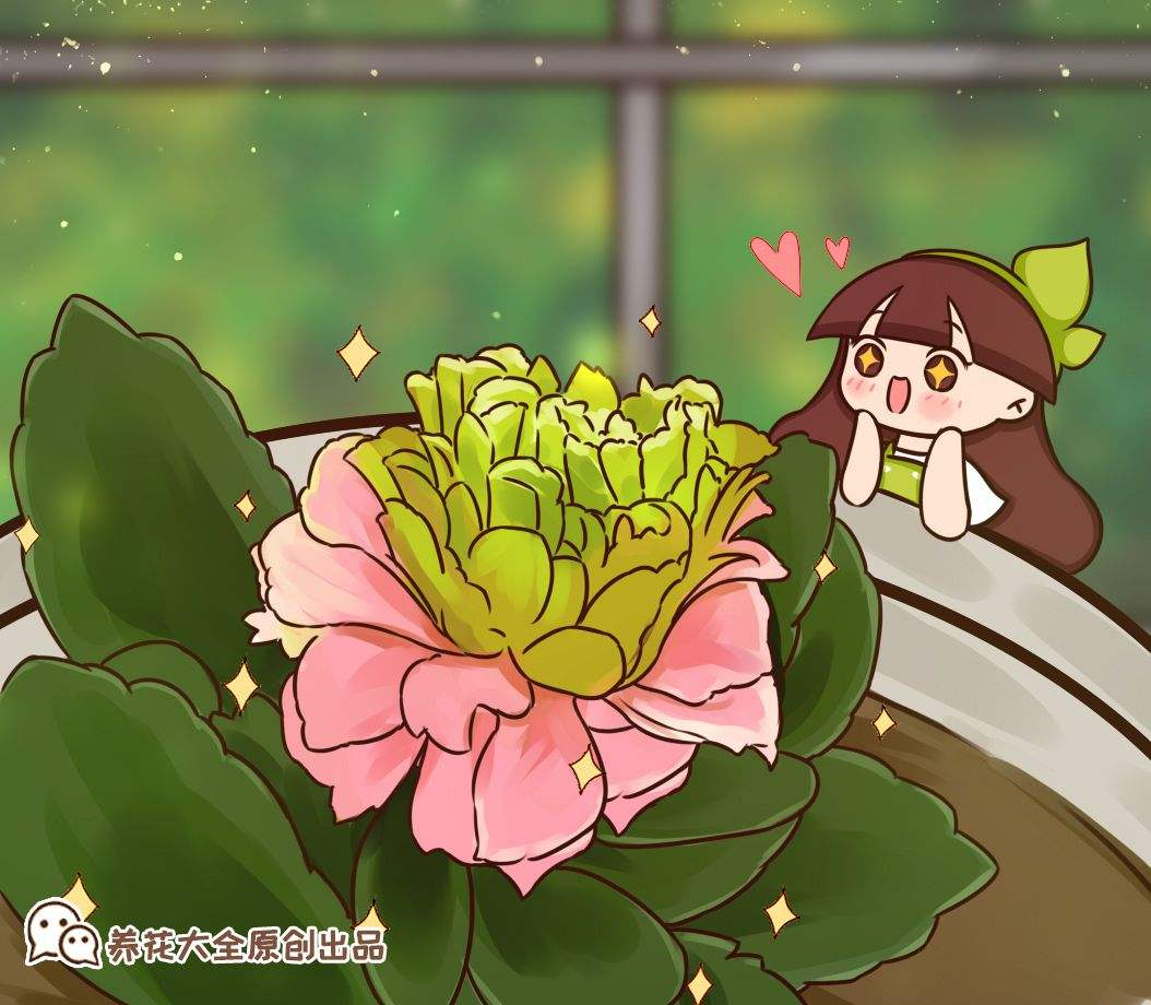 長(cháng)壽花是草本還是木本，怎樣給長(cháng)壽花施肥，長(cháng)壽花是草本嗎?