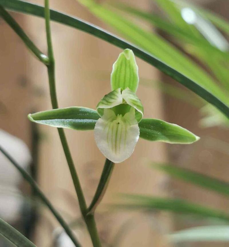 寒蘭什么時(shí)候開(kāi)花，寒蘭為什么人養的少?