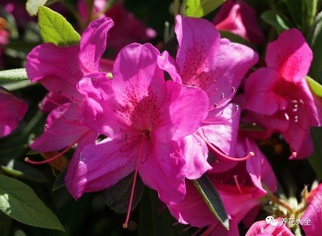 怎么讓杜鵑花開(kāi)花，開(kāi)花前用什么肥，什么肥能讓花卉快速生長(cháng)?